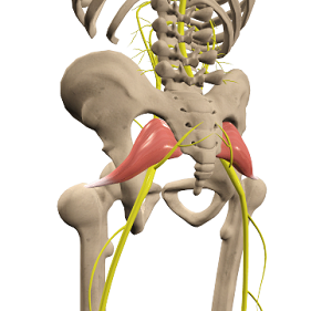 Piriformis Syndrome: Symptoms, Causes & More